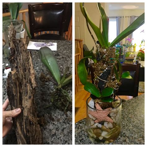 How To Water Orchids In Bark How To Do Thing