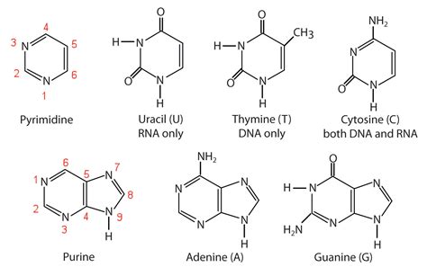 Nucleotides