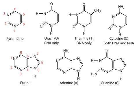 Assume that dna molecules are studied in a variety of organisms and found to have the following. 19.1: Nucleotides - Chemistry LibreTexts