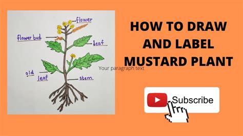How To Draw And Label Mustard Plant Youtube