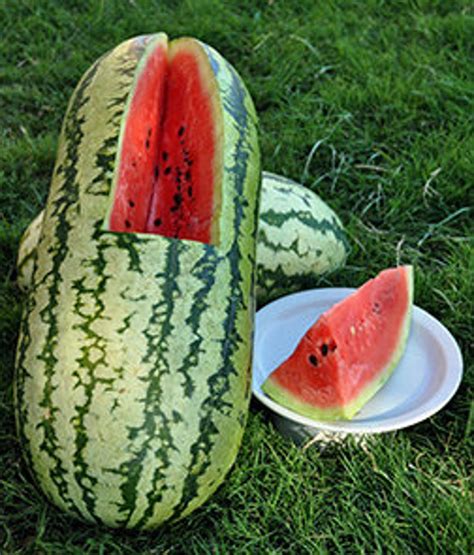 Heirloomsupplysuccess Farms Heirloom Jubilee Watermelon Seeds Etsy