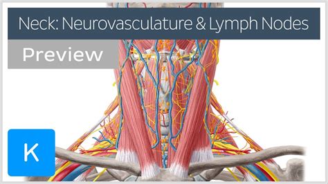 Knee Anatomy Neurovascular Human Anatomy