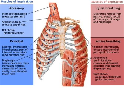 A skeleton is the hard structure that protects the internal organs of a living thing. Which Organ Sits In The V Part Of The Ribs / How Many Ribs ...