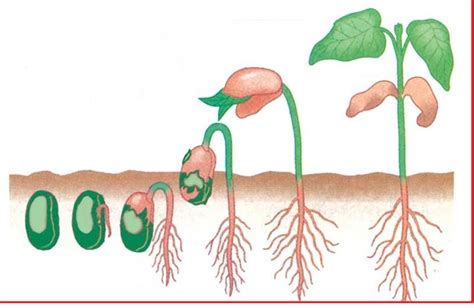 Seed moisture content kapan suatu biji/buah periode masak/matang (maturation of seed). MOTIVASIKU: PERTUMBUHAN & PERKEMBANGAN BIJI