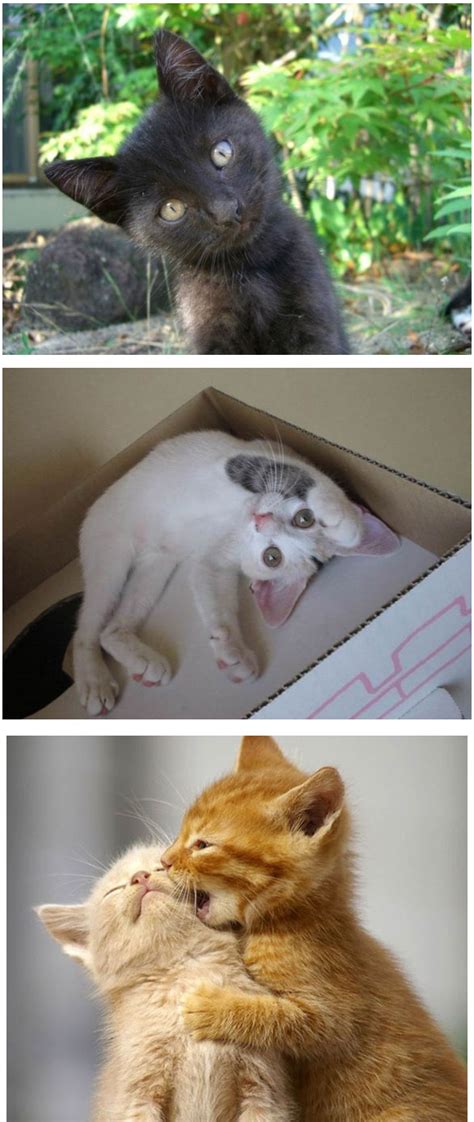 Tapi secara jujurnya kami bukan lah seorang yang gemarkan kucing. COMEL KOT - Koleksi Gambar Kucing Yang Seriusly Comel! (33 ...