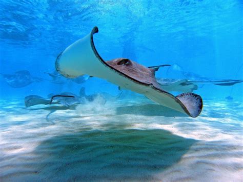 This article is a stub. Stingrays and Skates of Myrtle Beach, South Carolina ...