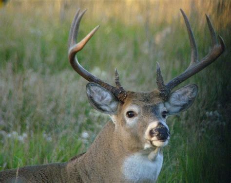 Impressive 8 Point Buck Whitetail Deer Buck Photo