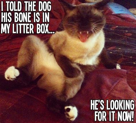 Bad Kitty Funny Animals Cute Animal Memes Funny Animal Pictures