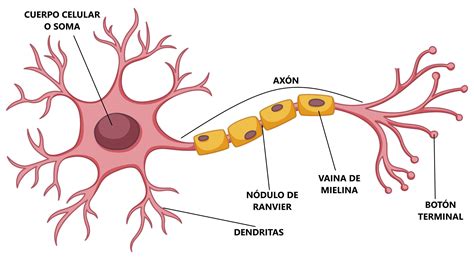 Estructura De La Neurona Resumen Esquemas Images And Photos Finder