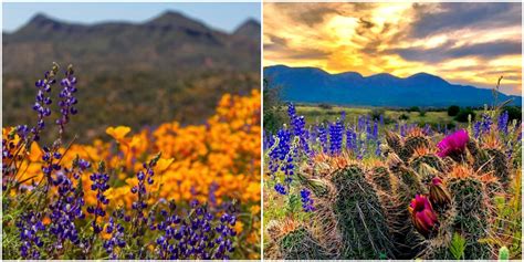 Wildflower Season In Arizona Brings A Burst Of Color To The State Narcity