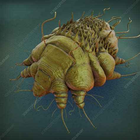 Scabies Mite Artwork Stock Image C0203336 Science Photo Library