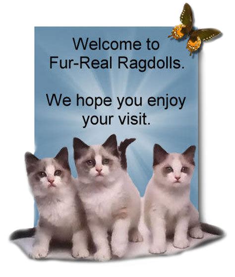 She bred the cat to be big, sturdy, healthy, and very friendly. The Lord Watches Over All Who Love Him | Fur Real Ragdolls