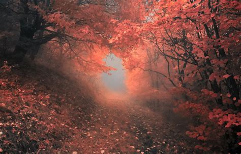 Wallpaper Autumn Forest Trees Fog Nature Forest Falling Leaves