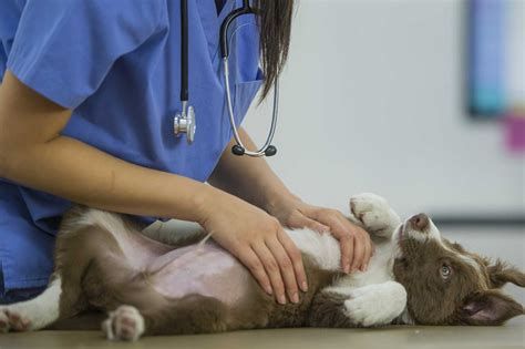 Cuidados Com Pets Confira 6 Principais Preocupações Com Seu Animal
