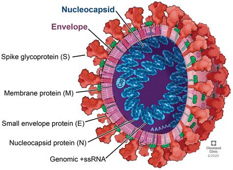 COVID-19: Coronavirus replication, pathogenesis, and therapeutic