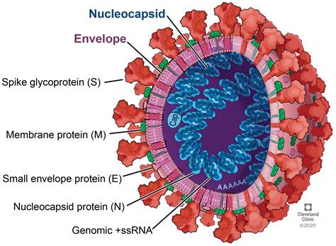 Covid 19 Coronavirus Replication Pathogenesis And Therapeutic