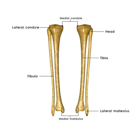 Foot Biomechanics Part The Bones Of The Foot Ankle Biomechanics