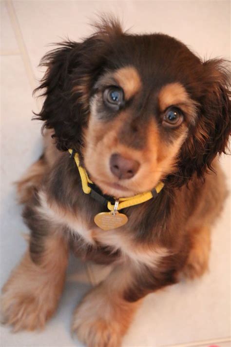 Exactly what i was looking for. Brown and tan English cocker spaniel puppy | Cocker ...