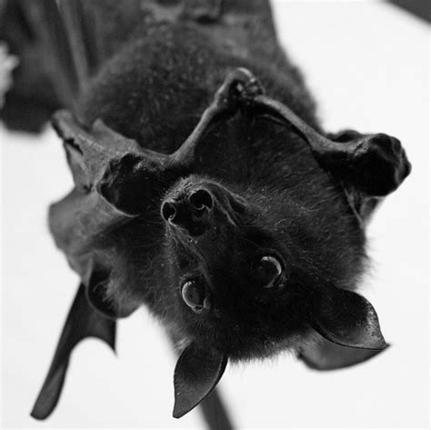 13 Best Bat Species Profiles Images On Pinterest