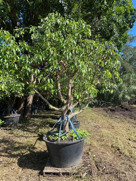 So you can still grow an avocado tree, but you might not get any avocados. Avocado Tree | Designer Trees Australia