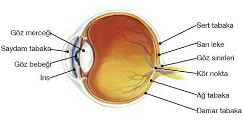 Simple Science: How to Make a Volcano with Kids