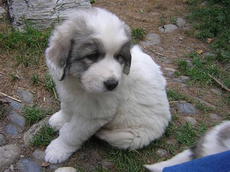 Les angulations de ce chien lui permettent des allures soutenues. Particulier elevage : Chien De Montagne Des Pyrenees à ...