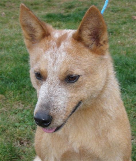 Amazonsmile is amazon except partial proceeds go to. Free Pet Adoption Pittsburgh - Animal Friends