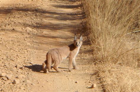 A Caracal Caught On Camera In Ranthambore National Park In Western