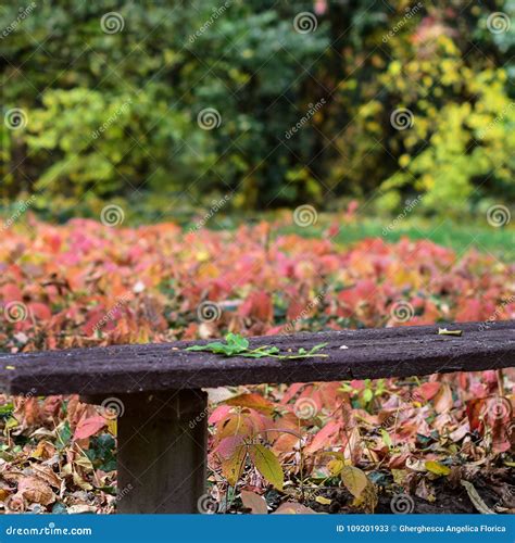 Autumn Leaves On Bench In Park Stock Image Image Of Bright Autumn