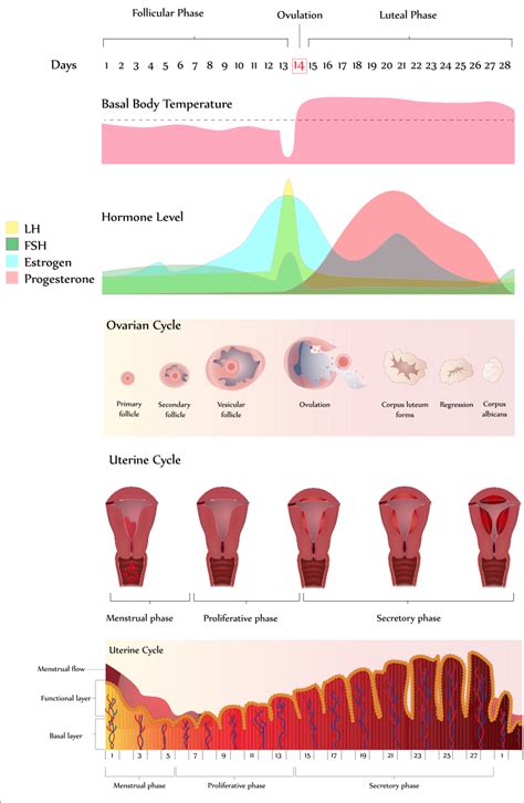 Abnormal Uterine Vaginal Bleeding By Dr Keith Reisler Dr Reisler M