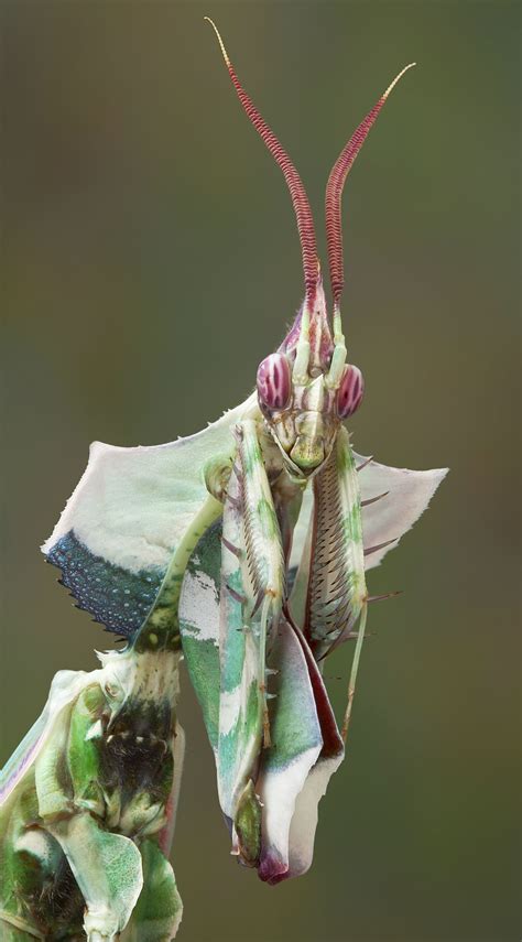 Mantid Madness Praying Mantis Beautiful Bugs Bugs And Insects