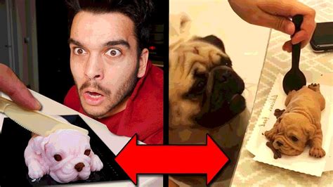 Funny Dog Reaction To Dog Cake In Real Life Meme Taste