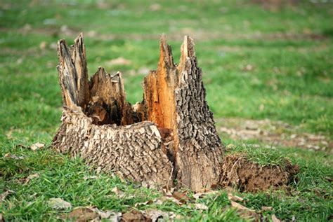 3 Reasons To Remove Stumps In Your Yard