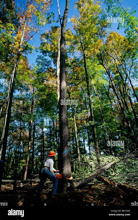 Selective Logging Hi Res Stock Photography And Images Alamy