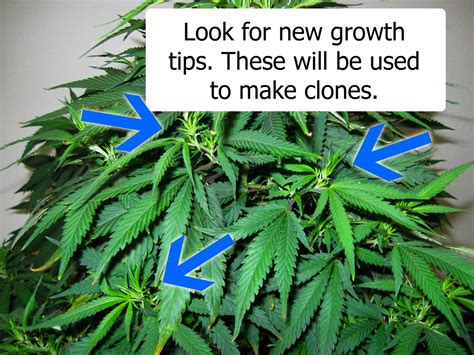 How To Clone A Weed Plant Plant Ideas
