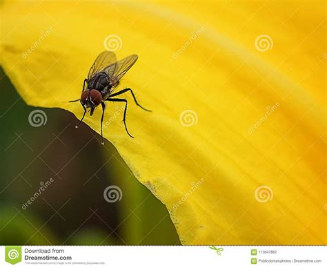 Insect Fly Pest Macro Photography Picture Image 113647862