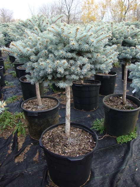 Grafted Specialties Picea Pungens Glauca Globosa Dwarf