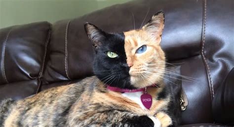 This Cats Natural Color Will Make Your Jaw Drop Two Faced Cat Gorgeous Cats Cats