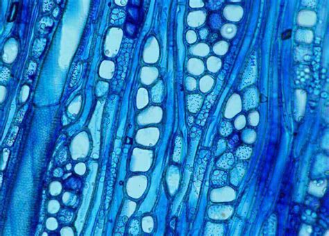 Xylem Definition Location Function And Facts Britannica
