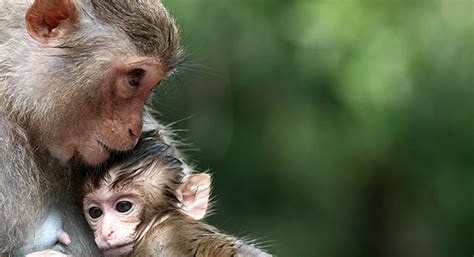 How Do Monkeys Interact With Other Animals Fields Baccerst
