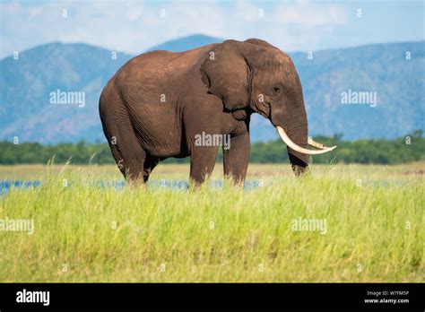 Single Adult Elephant Hi Res Stock Photography And Images Alamy