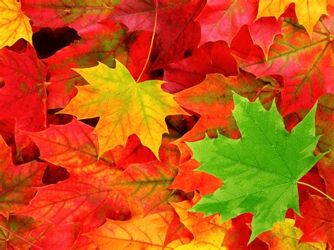 Autumn Leaves Desktop Wallpapers Top Free Autumn Leaves Desktop