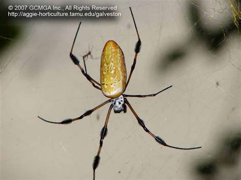 Spider web arachnid nature wildlife insect weaver banana golden. Beneficial spiders in the landscape: #49 Banana Spider ...