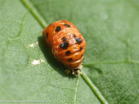 Lady Beetle Pupae Project Noah