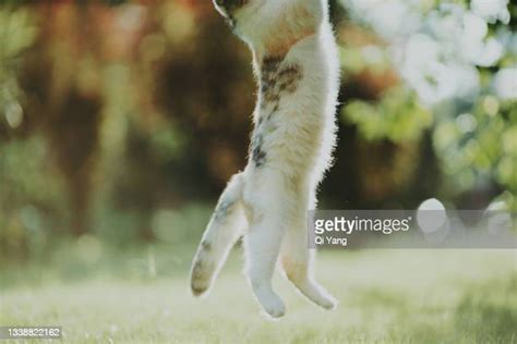 Happy Cat Jumping Photos And Premium High Res Pictures Getty Images