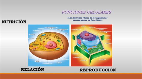Funciones Celulares