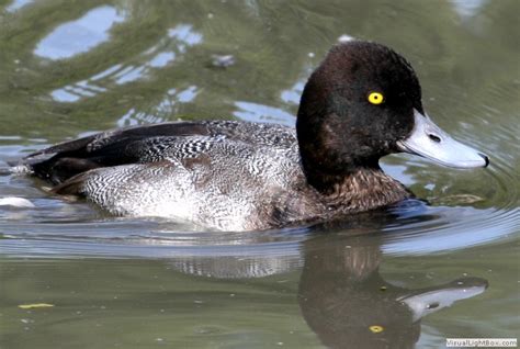 So, what's so magical about vitamin c? Identify Lesser Scaup - Wildfowl Photography.