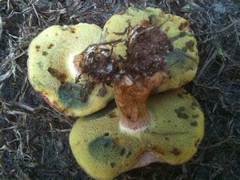 Is This A Boletus Is It Edible Mushroom Hunting And