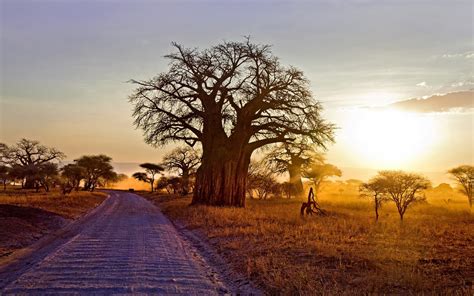 landscape, Nature, Baobab Trees, Dry Grass, Dirt Road, Shrubs, Sunset ...