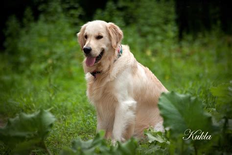 All breeding stock ofa certified hips akc purebred golden retriever puppies offered to loving families and homes.white cream, light blonde, caramel, and auburn color golden. Golden Retriever Puppies,Cream,Blonde,NJ,CA,MD,NY,PA,DE,CT ...